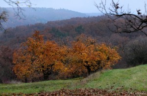 Mišpule